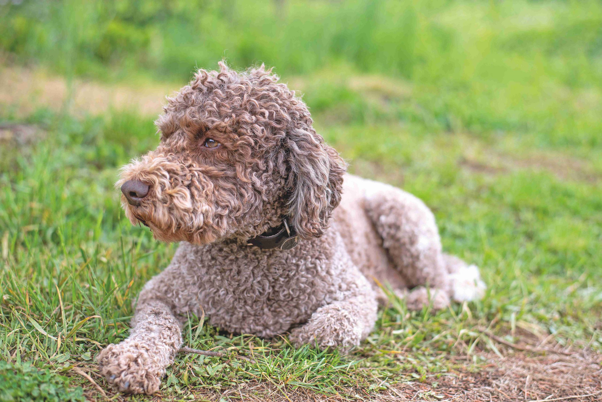 Lagotto Romagnolo: A Lovable and Lively Breed 9 Coat Color And Grooming For Lagotto Romagnolo