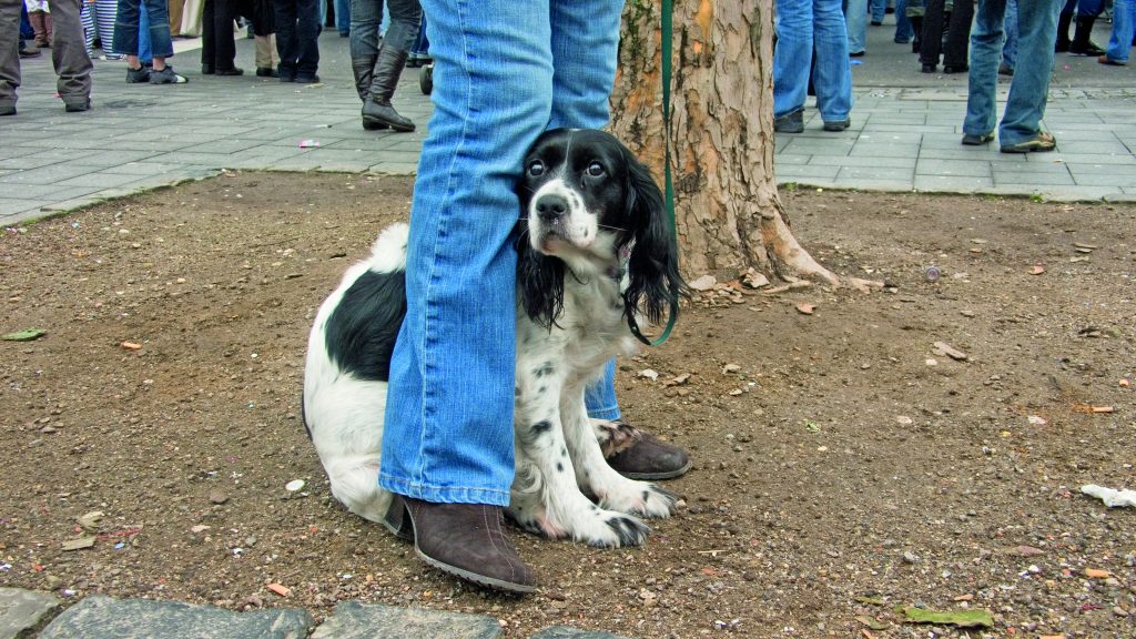 Il cane ha paura. Va coccolato o no?