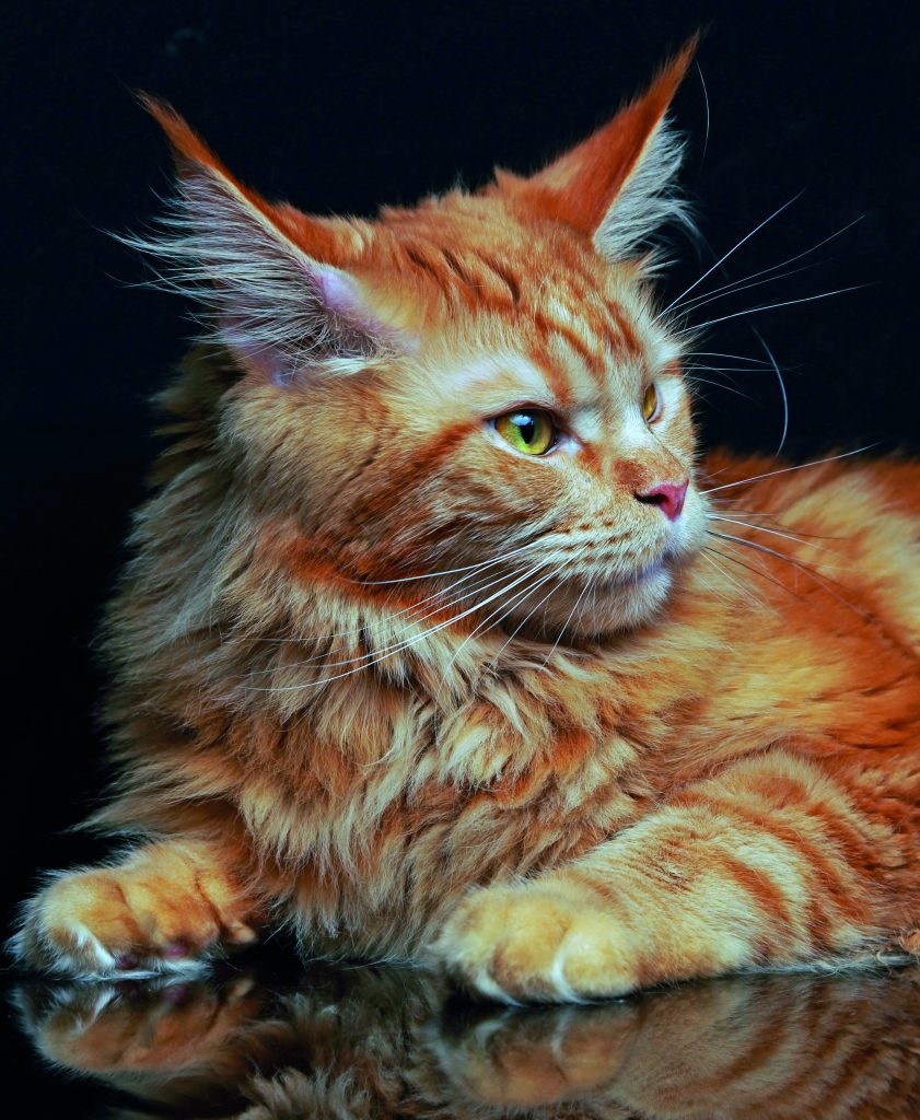Maine Coon Quattro Zampe
