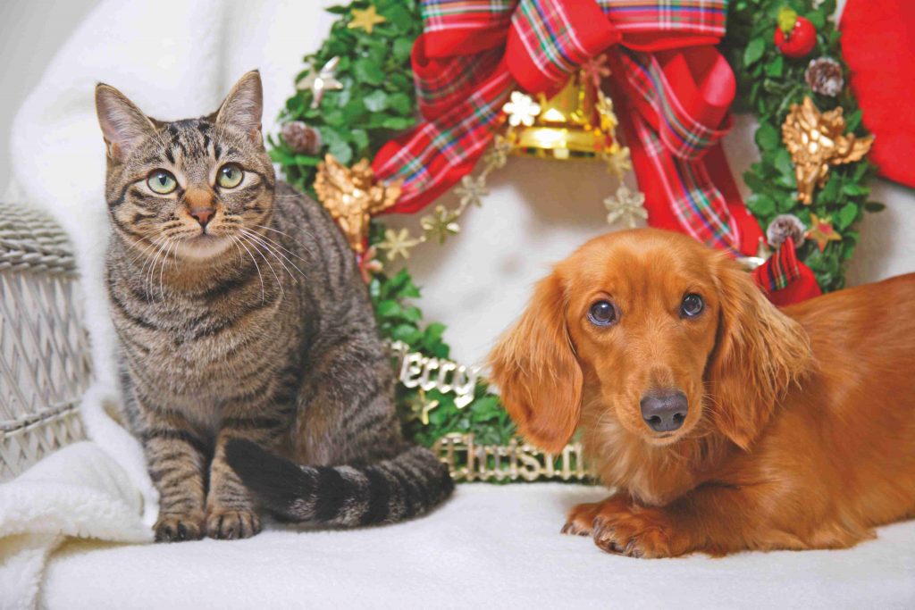 Natale bestiale: le idee regalo del cuore che aiutano gli animali