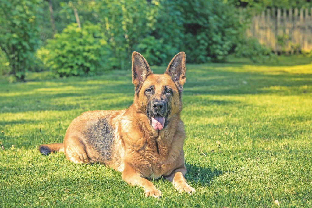 Cani Campioni di Fedeltà