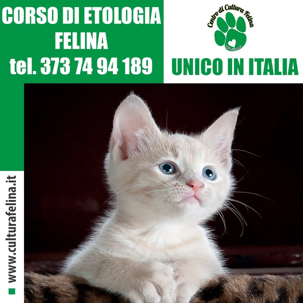 A scuola di gatto per vivere in armonia con lui