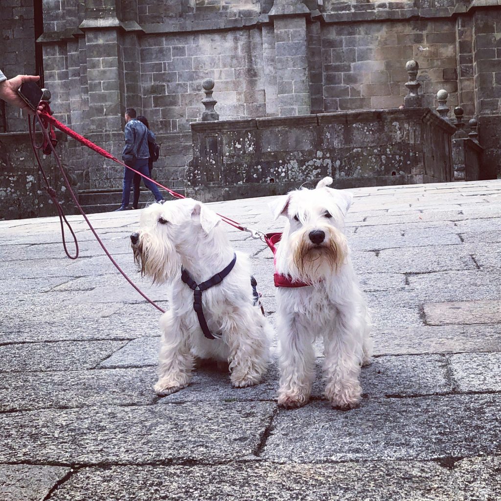 Il cammino di Santiago con il cane Darvin