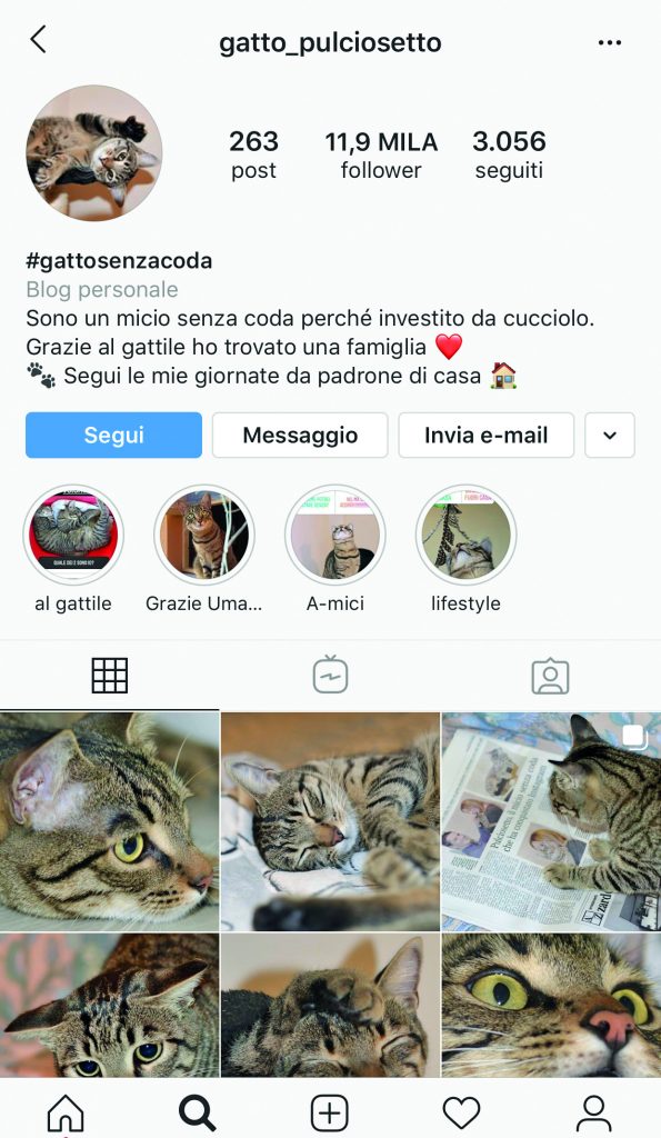 Pulciosetto, il gatto influencer