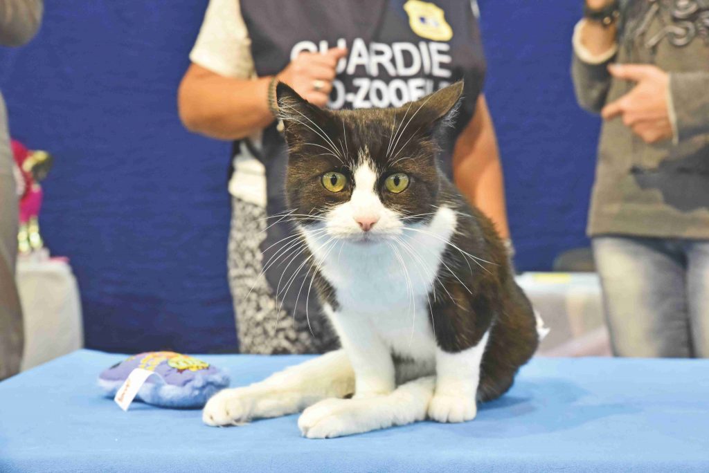 Felix, gatto disabile, trova l'amore con un'adozione del cuore