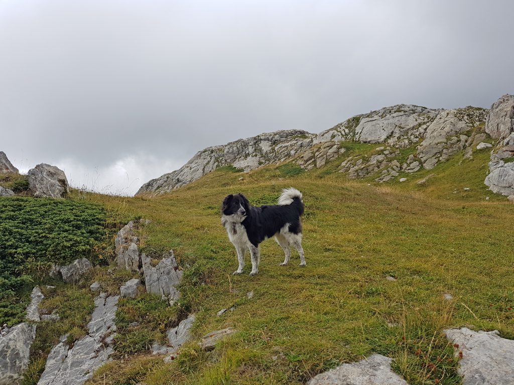 Transalp a sei zampe con Opi sull'Alta Via del Sale