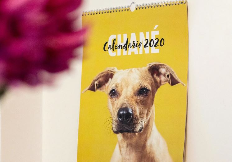 Ritratti “da cani” per il calendario solidale che aiuta i pelosi in attesa di adozione