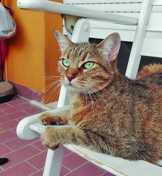 Adotta un gattino bisognoso a Miagolandia