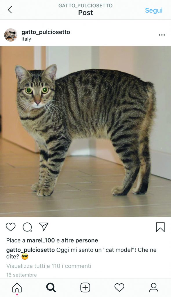 Pulciosetto, il gatto influencer