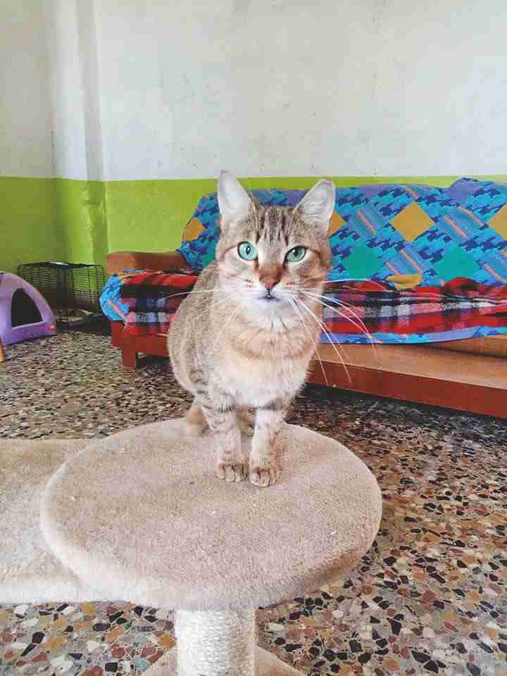 Adotta un gattino bisognoso a Miagolandia