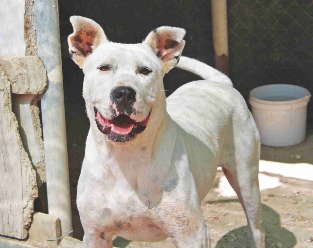 Adotta un cane presso il Gruppo Animalista dei Castelli Romani