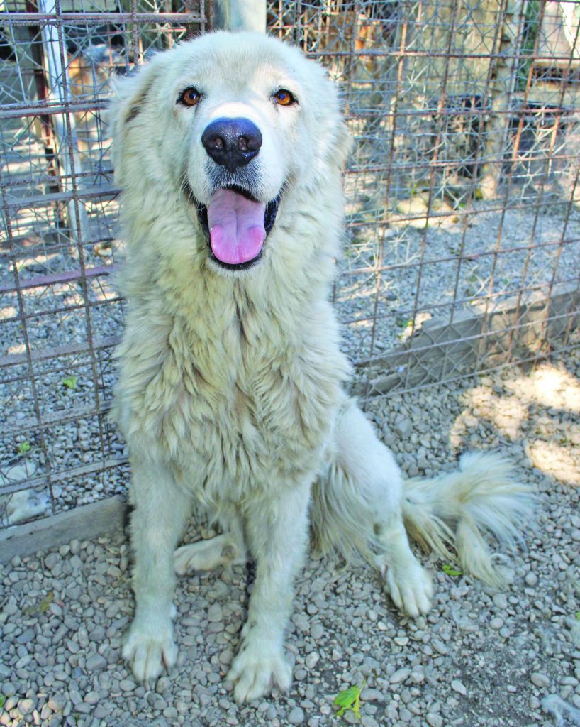 Adotta un cane presso il Gruppo Animalista dei Castelli Romani