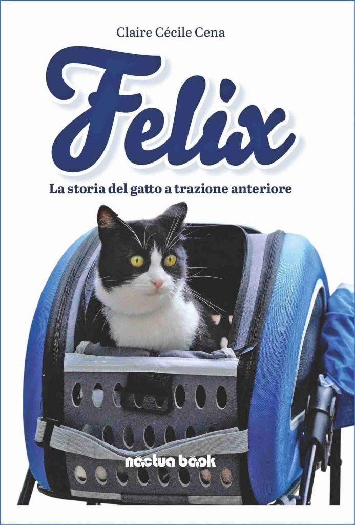 Felix, gatto disabile, trova l'amore con un'adozione del cuore
