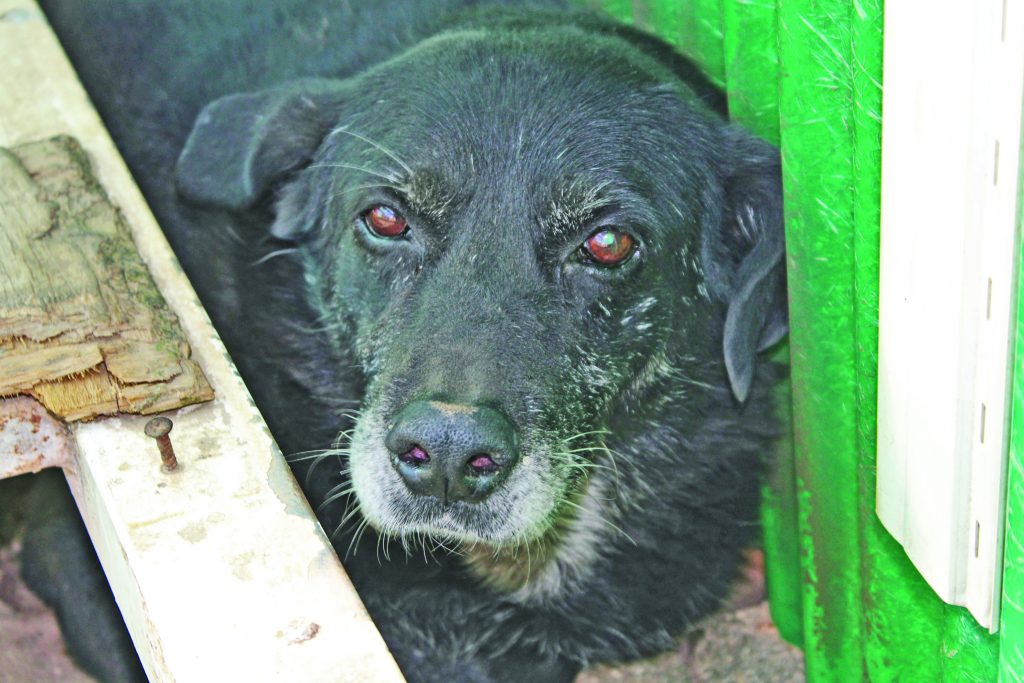 Adotta un cane presso il Gruppo Animalista dei Castelli Romani