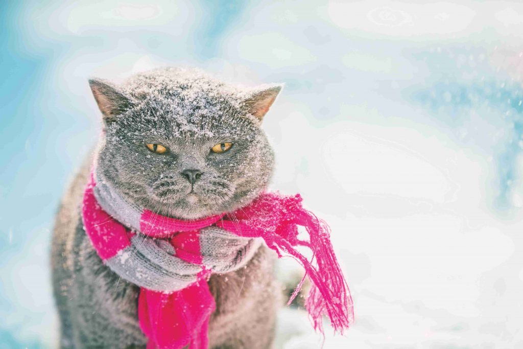 I gatti sentono freddo?