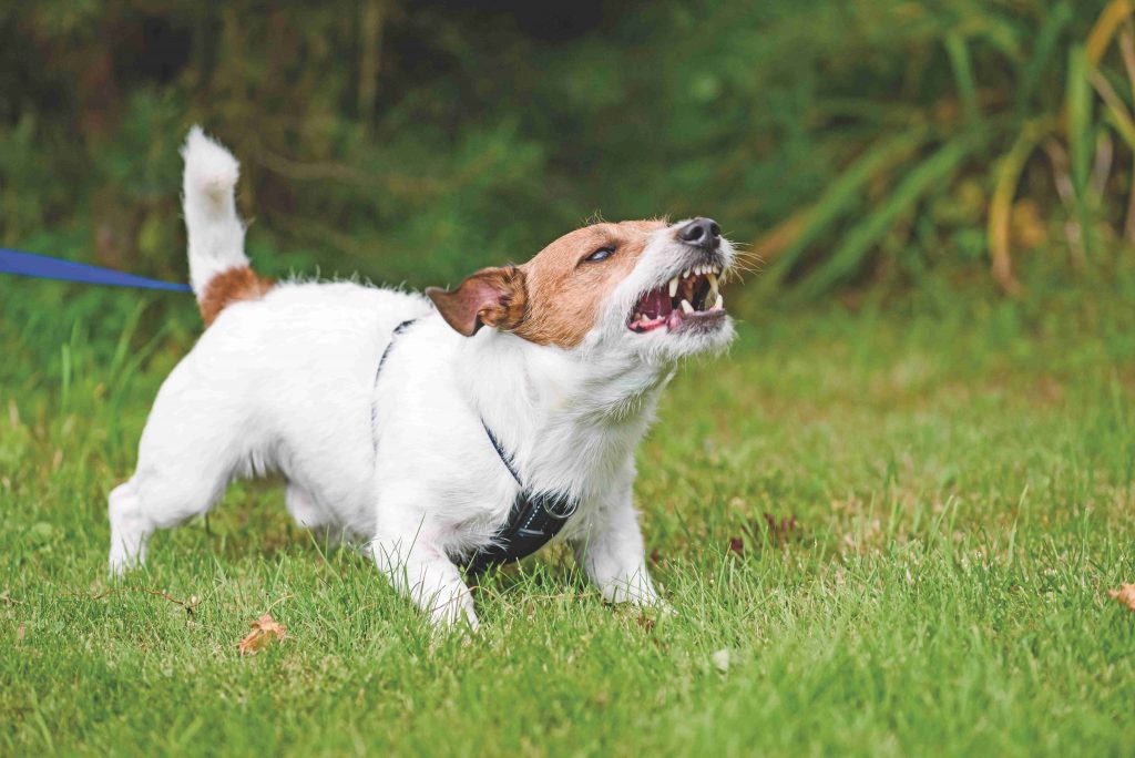 La verità sui cani aggressivi