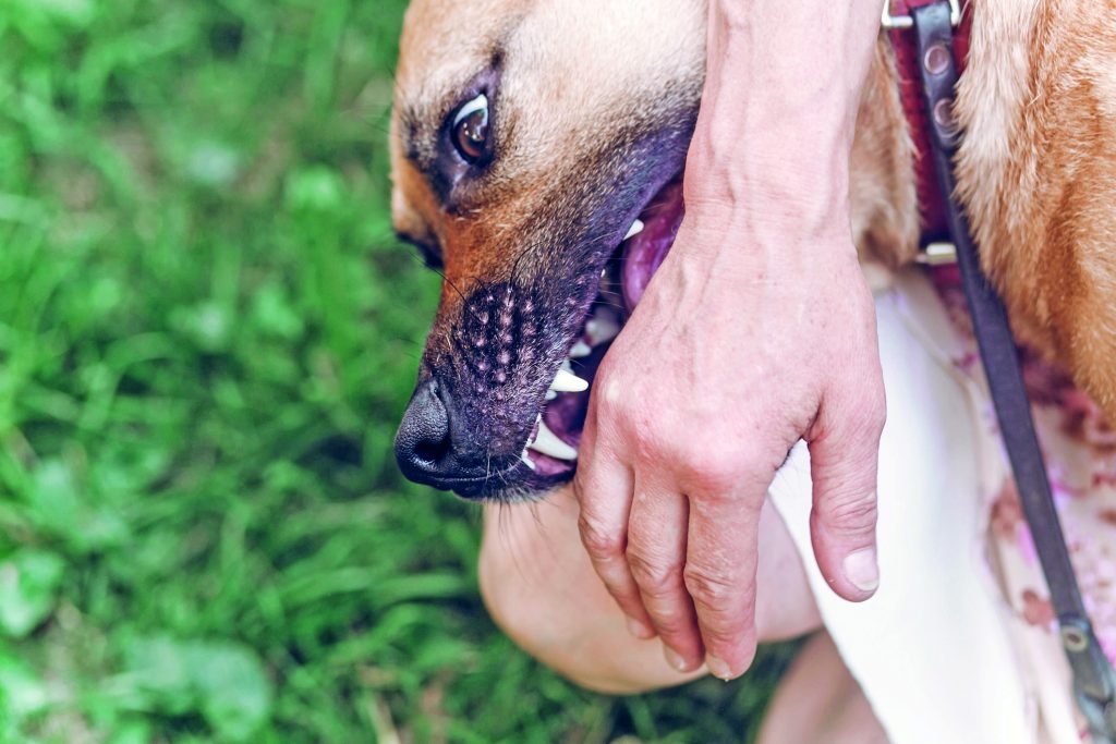 Morso in area cani: chi è il responsabile?