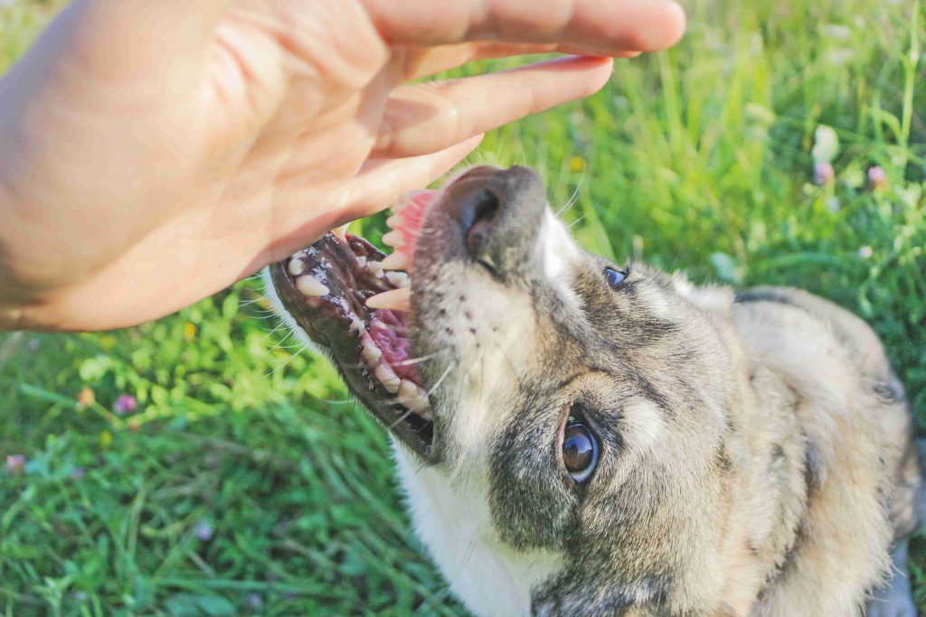 La verità sui cani aggressivi