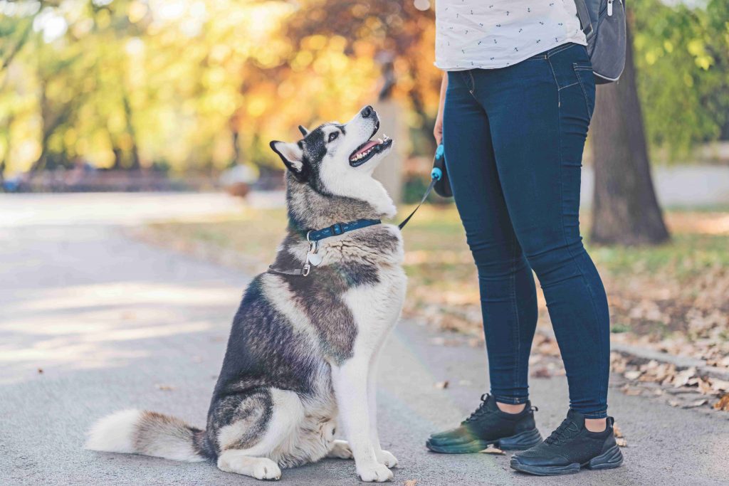 L'aggressione del cane provoca una caduta fatale. Chi è responsabile?