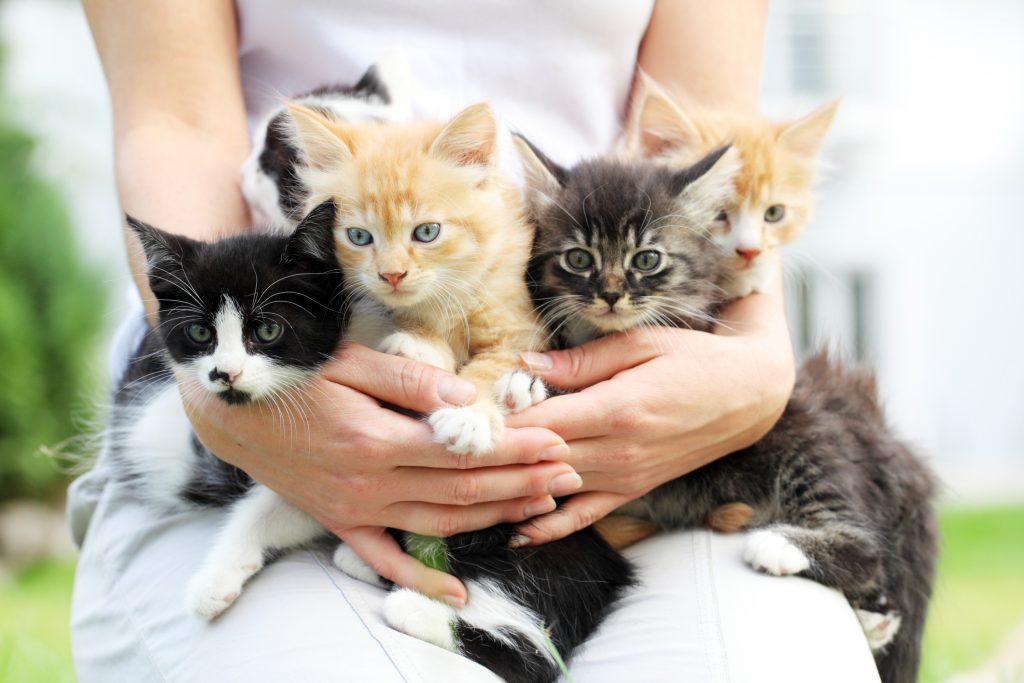 Adotta un gattino bisognoso a Miagolandia