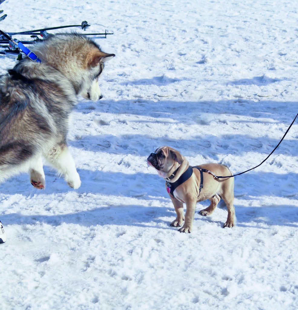 L'aggressione del cane provoca una caduta fatale. Chi è responsabile?