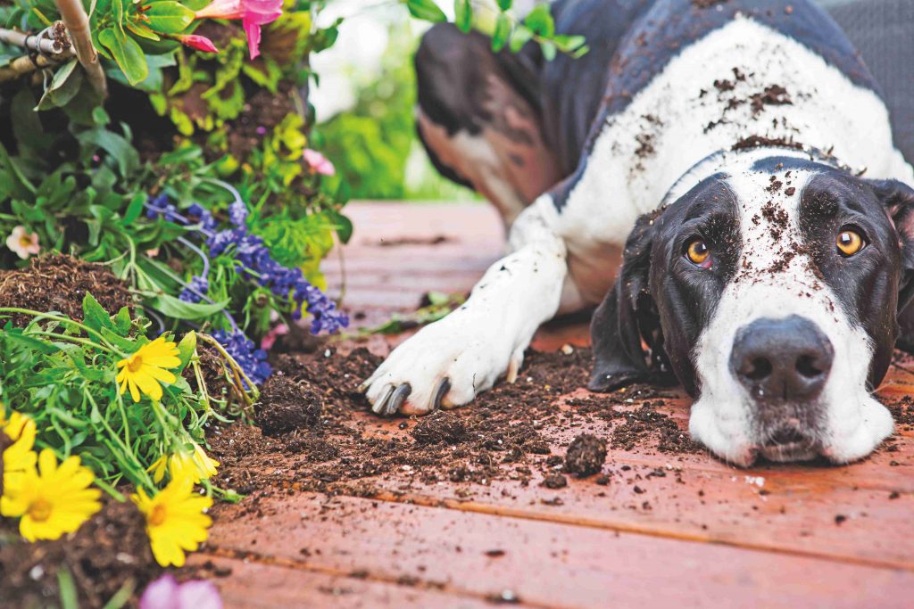 Cane nel giardino condominiale