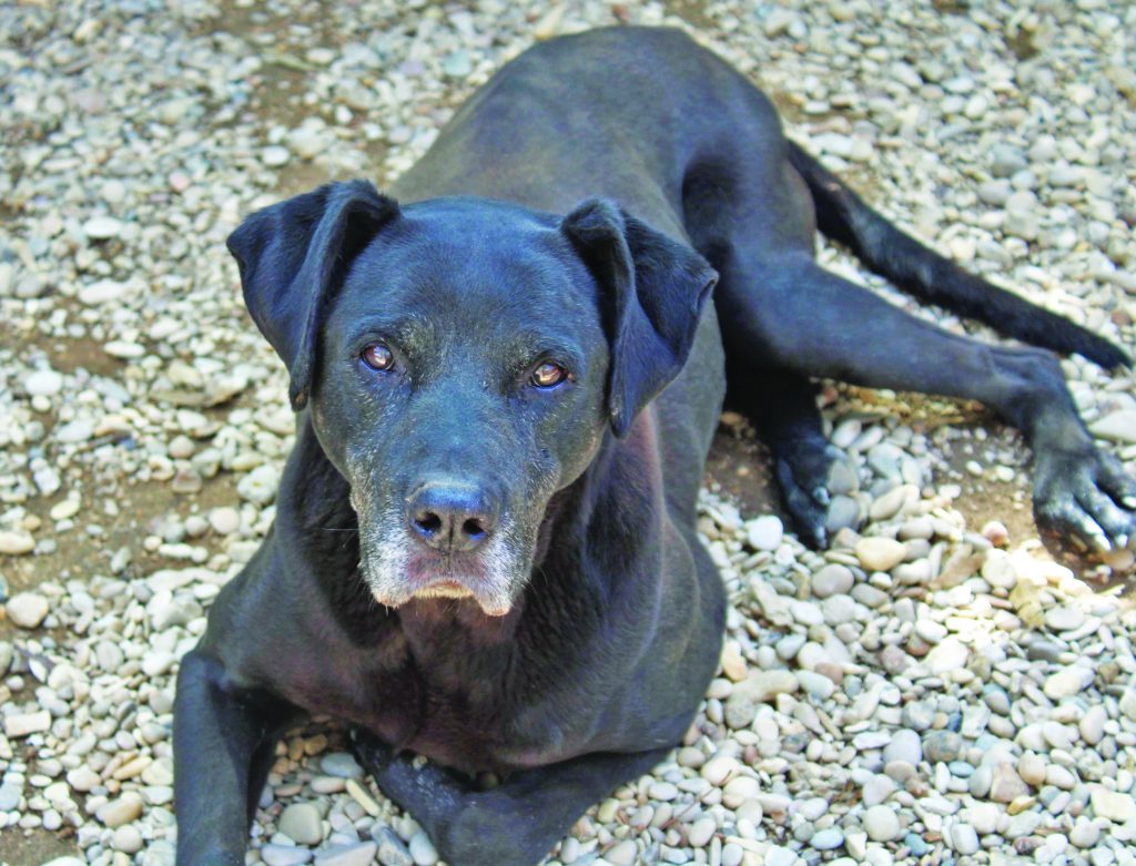 Adotta un cane presso il Gruppo Animalista dei Castelli Romani