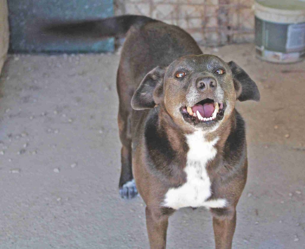 Adotta un cane presso il Gruppo Animalista dei Castelli Romani