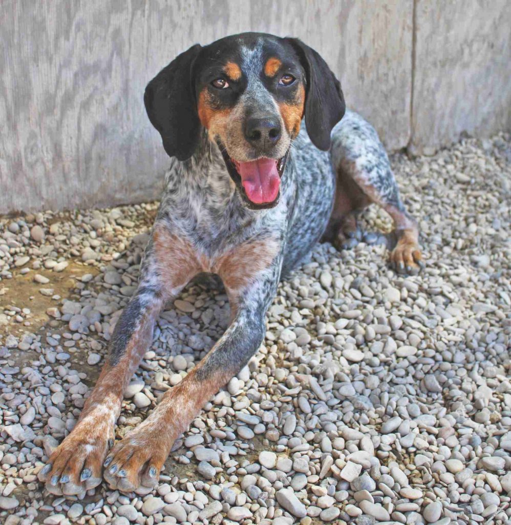 Adotta un cane presso il Gruppo Animalista dei Castelli Romani