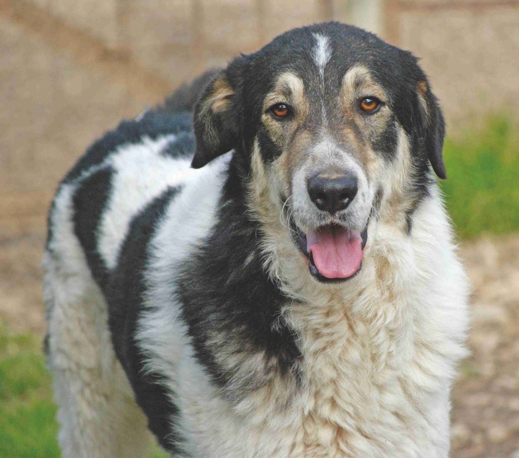 Adotta un cane presso il Gruppo Animalista dei Castelli Romani