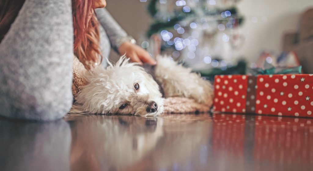 Il cane ha paura del pavimento lucido. Cosa fare?