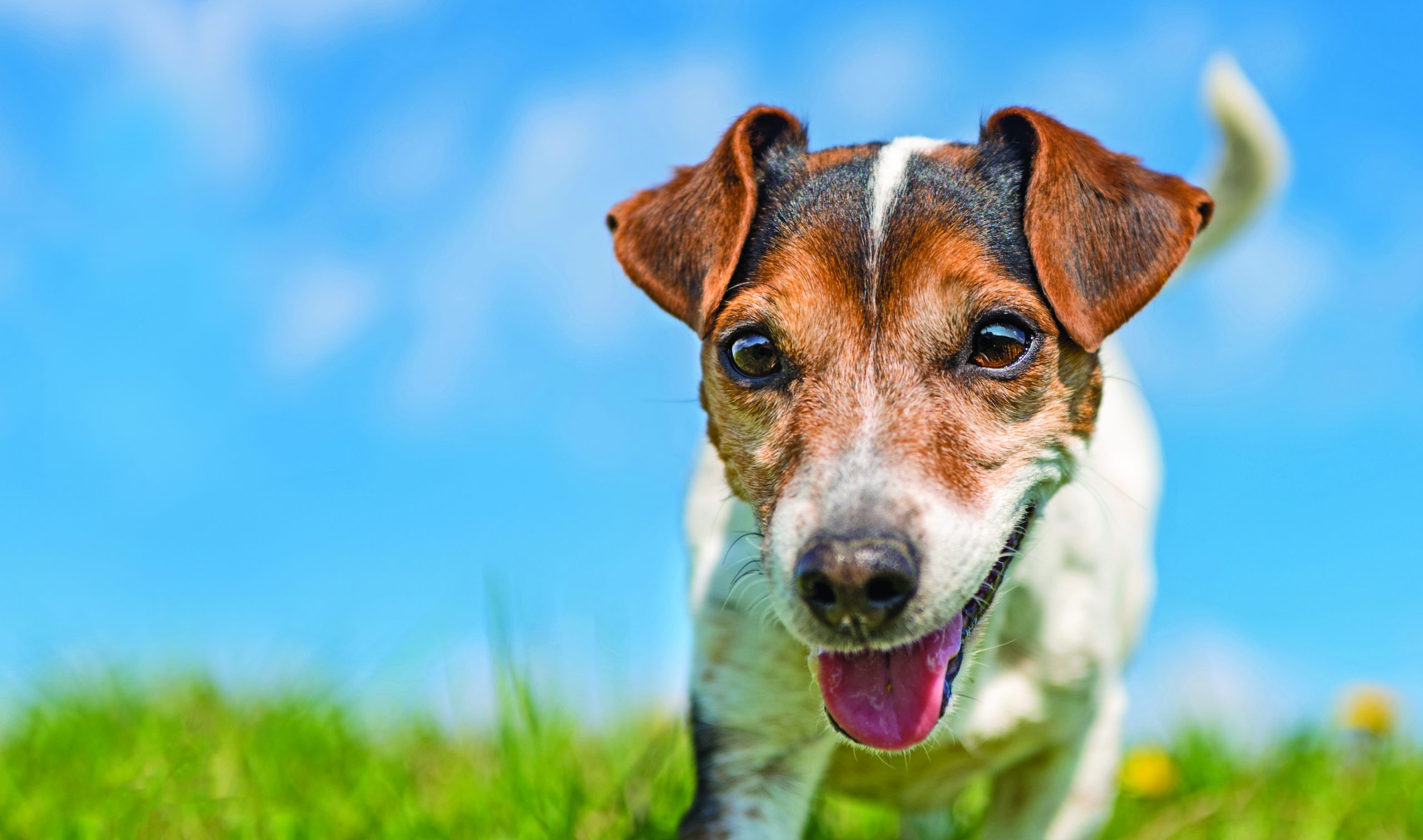 Il Sesto Senso Dei Cani Quattro Zampe