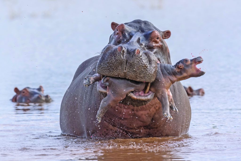 Wildlife Photographer of the Year: natura selvaggia a Forte Bard