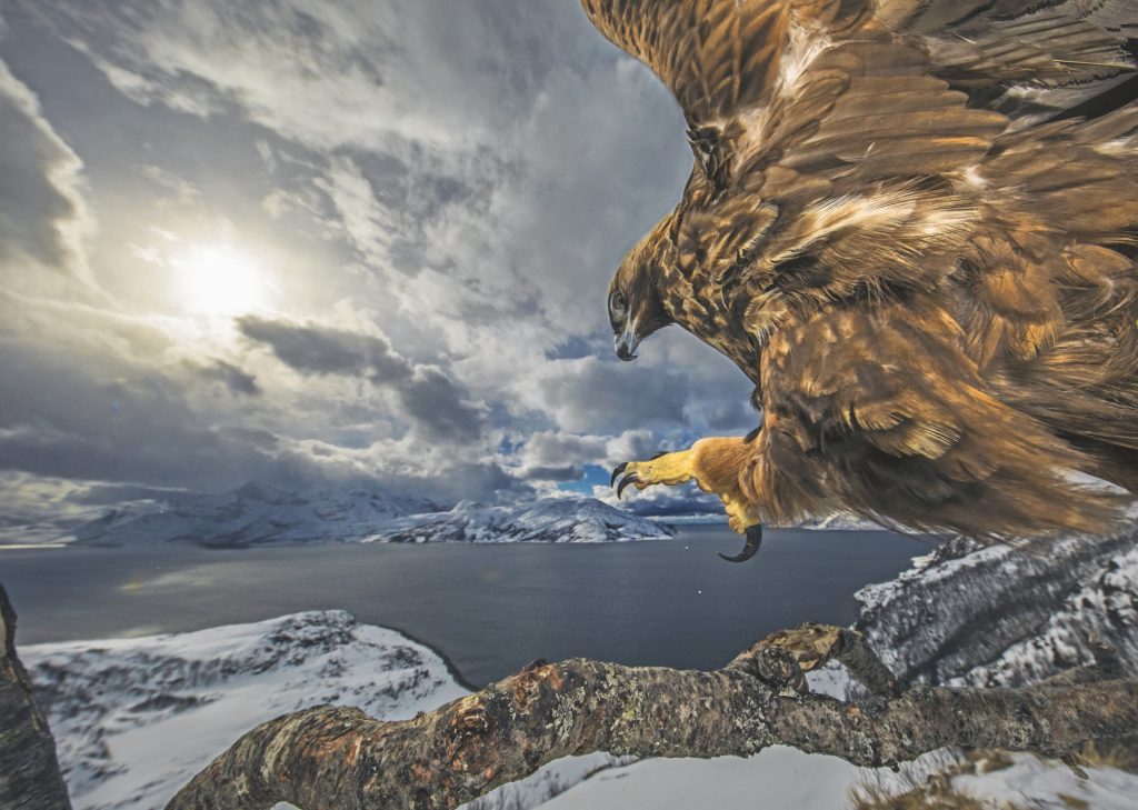 Wildlife Photographer of the Year: natura selvaggia a Forte Bard