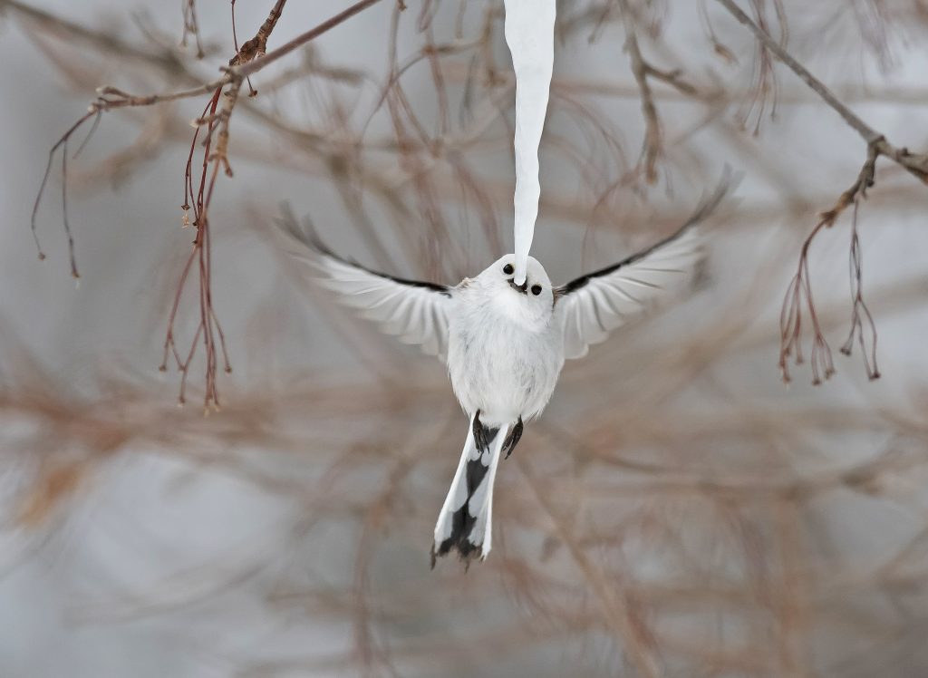 Wildlife Photographer of the Year: natura selvaggia a Forte Bard