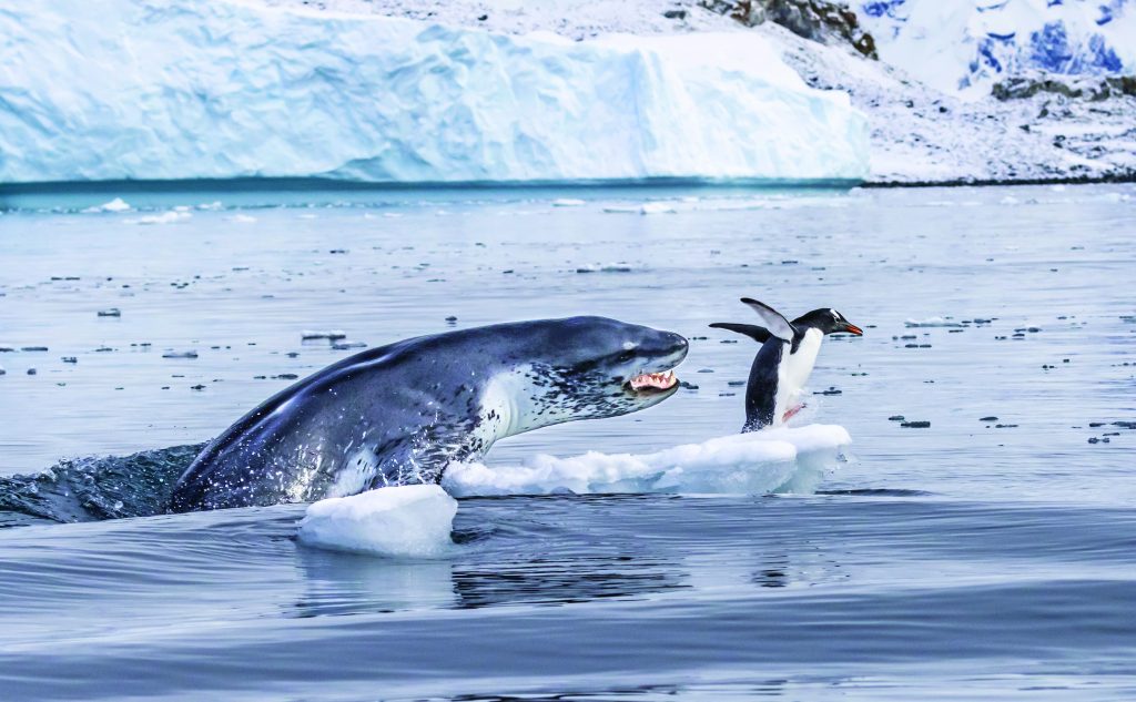 Wildlife Photographer of the Year: natura selvaggia a Forte Bard