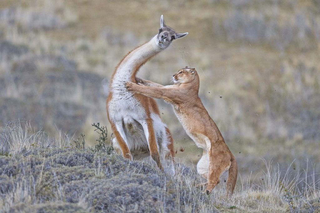 Wildlife Photographer of the Year: natura selvaggia a Forte Bard
