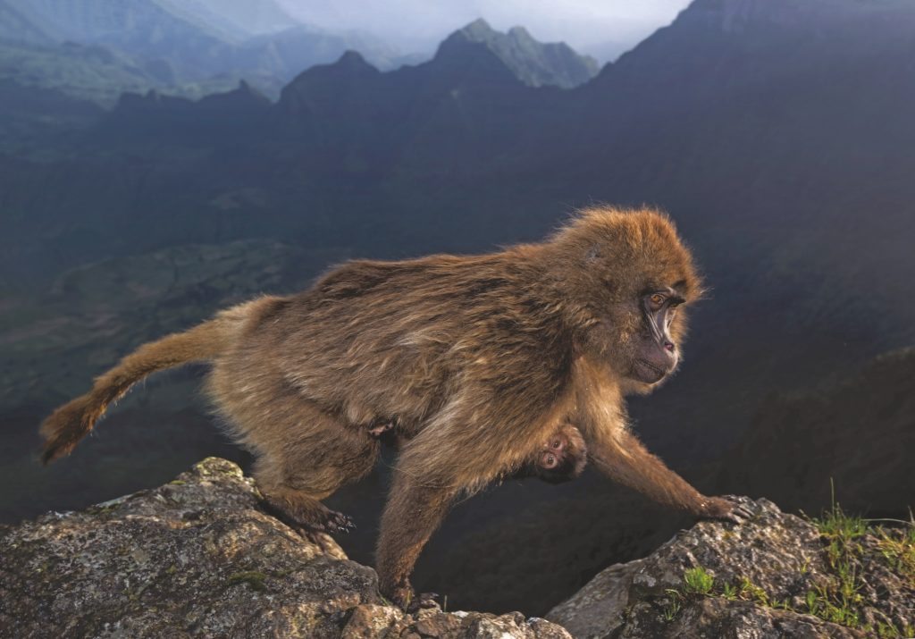 Wildlife Photographer of the Year: natura selvaggia a Forte Bard