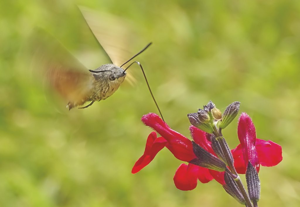 Wildlife Photographer of the Year: natura selvaggia a Forte Bard