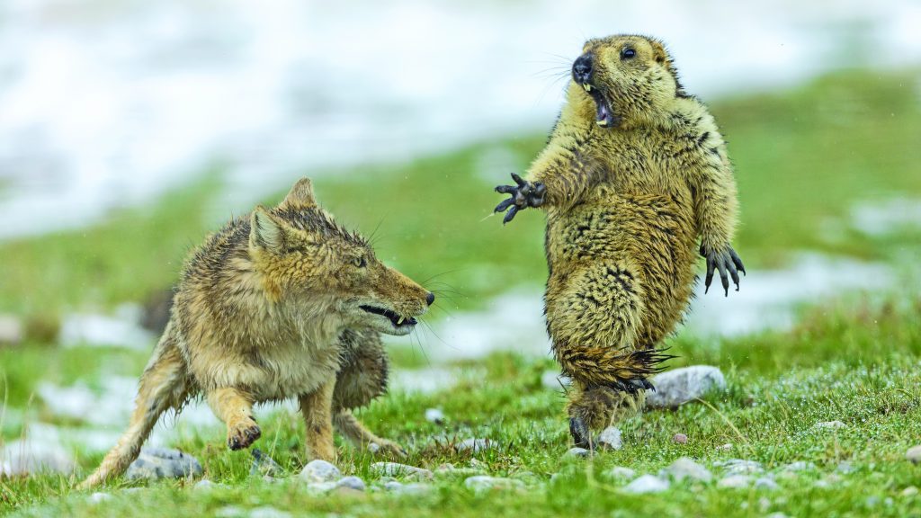 Wildlife Photographer of the Year: natura selvaggia a Forte Bard