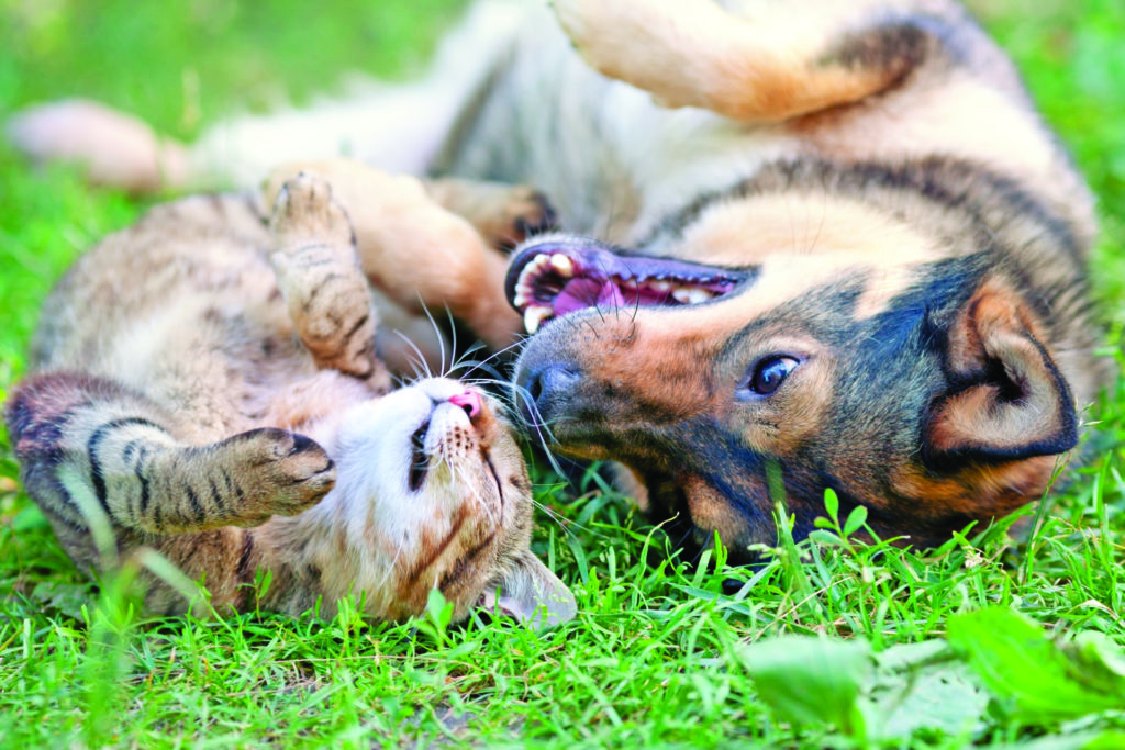 orecchie di cani e gatti