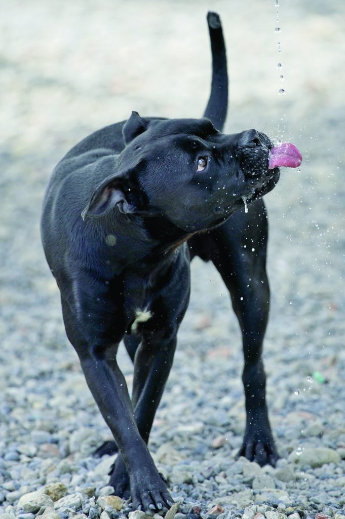 Adotta un cane da Adica