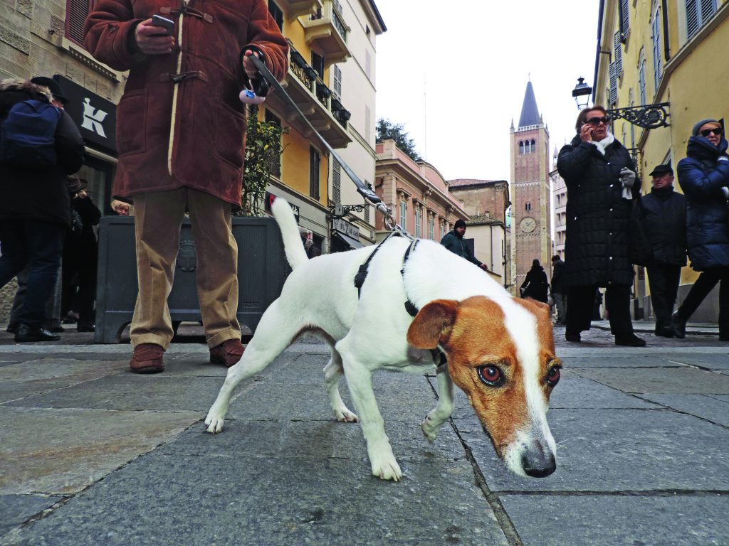 Parma, città della pet-cultura