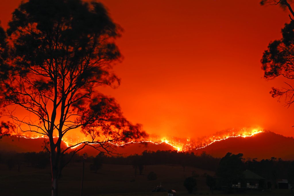 Cani salva-koala per gli incendi in Australia