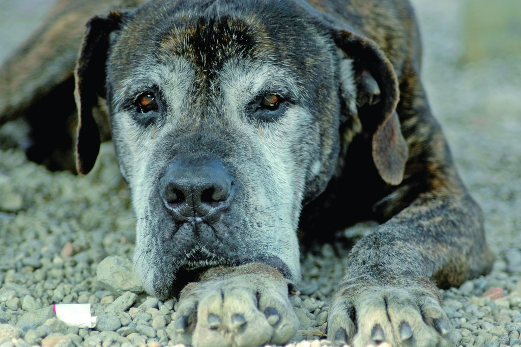 Adotta un cane da Adica