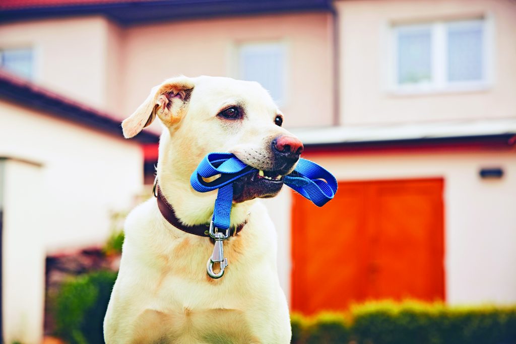 L’empatia nella comunicazione con il cane