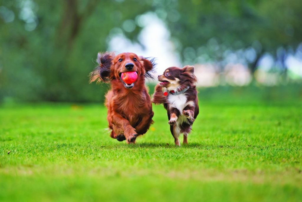 La felicità del cane