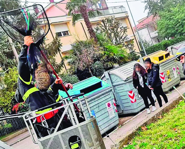 Salvo, il gatto "scalatore" salvato dai Vigili del Fuoco