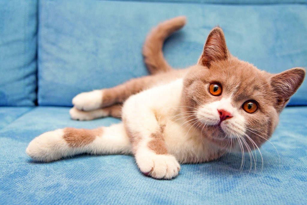 British Shorthair e Burmese: coccoloni per natura