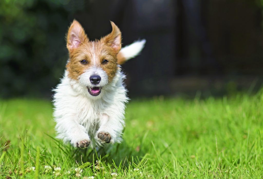 Il richiamo “a razzo” del cane